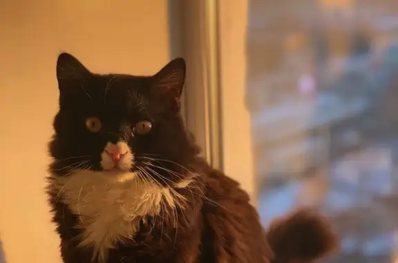 Потерянные животные Тамбов, фото: Пропала пушистая кошка на Моршанском шоссе, Тамбов