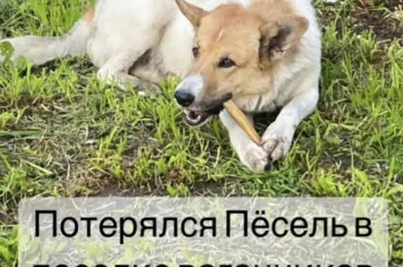 Пропала собака в поселке Вагонников, отвлекается на кличку Лавр. Адрес: ул. Адмирала Ушакова, 10, Тверь.