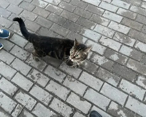 Потерянная кошка на бульваре Ландау, Москва