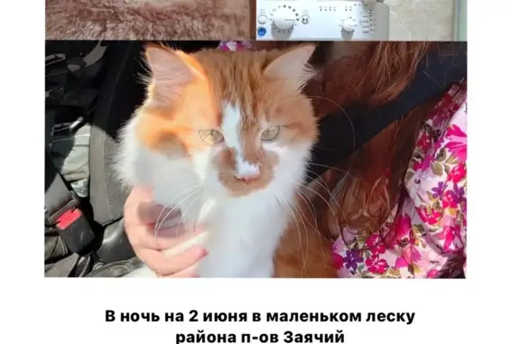Пропала рыжая кошка в Хабаровске