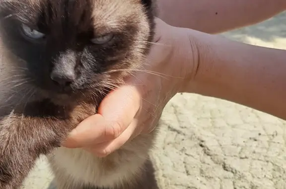 Найдена сиамская кошка на дачах в Сосногорске, Республика Коми