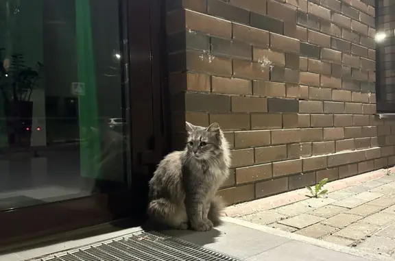 Найдена кошка на Красногвардейской, Ульяновск