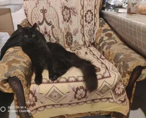 Пропала черная кошка с ошейником в Московской области (41 символ)