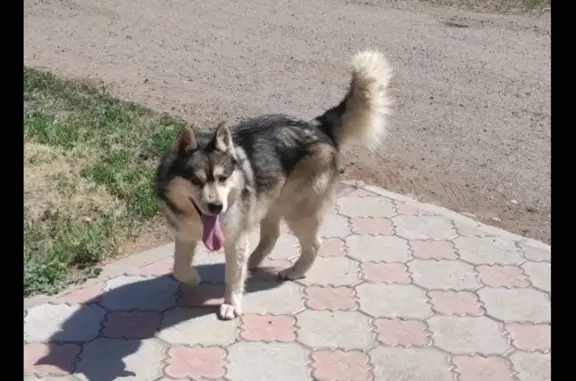 Найдена собака на улице Комарова, 2, Оренбург