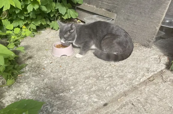 Потерян кот в Туле на ул. Кауля, 23 🐱🆘