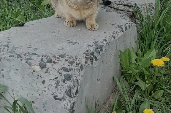 Кошки потеряшки, Новосибирск, фото: Потеряшка кошка на улице Высоцкого 41/3 в Новосибирске