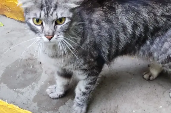 Найдена кошка на Судостроительной улице, Москва