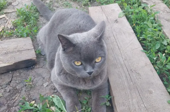 Пропала кошка Марсик на ул. Энергетиков, Новосадовый