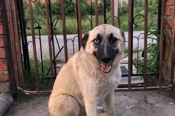 Найдена собака на улице Титова, 10 в Саранске
