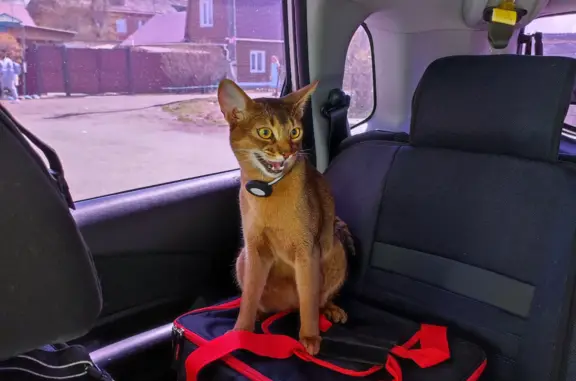 Кошки потеряшки, Омск, фото: Потеряшка кошка на Потанинской, Новосибирск