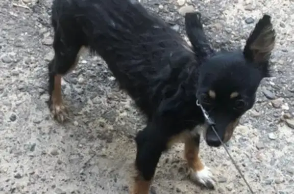 Пропала собака на улице Академика Губкина, 17 в Казани
