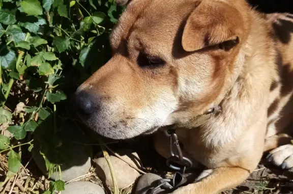Пропала собака в Светлограде, Ставропольский край