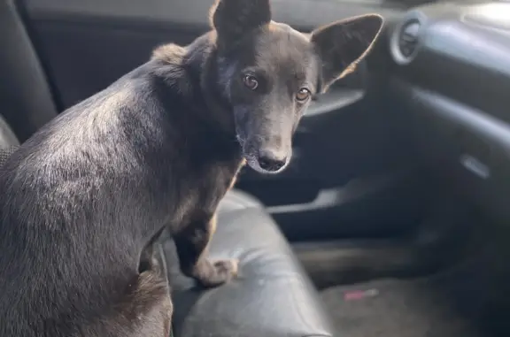 Пропала собака Боня на Танковой, Новосибирск