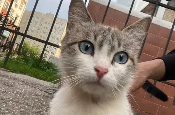 Найдена кошка Тайской породы на улице Винокурова, 78.