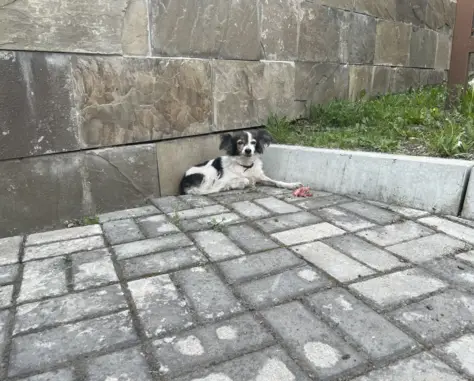 Найдена собака около музейного центра в Абакане