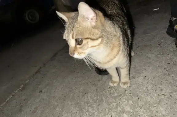 Найдена кошка на улице Калужской, 5 в Сочи