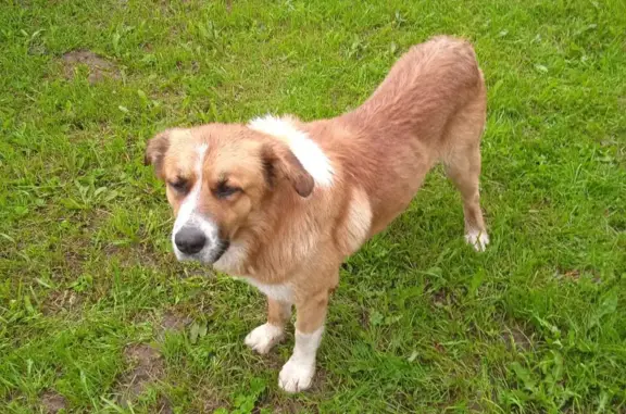 Найдена рыжая собака 78Н-0071 в Вареговском поселении