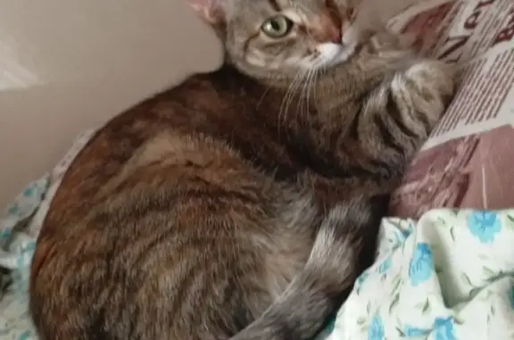 Кошки потеряшки, Киров, фото: Потеряшка кошка на Молодой Гвардии 6