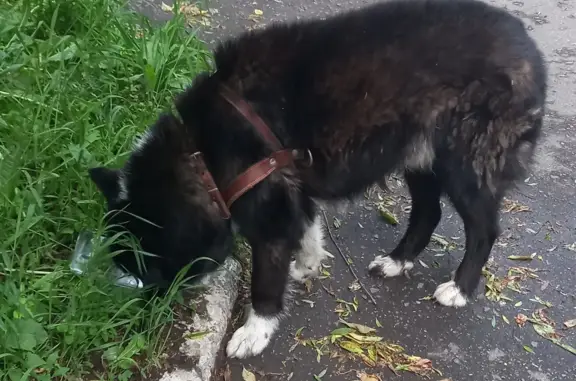 Найдена добрая собака на Малой Филевской, ул. 60