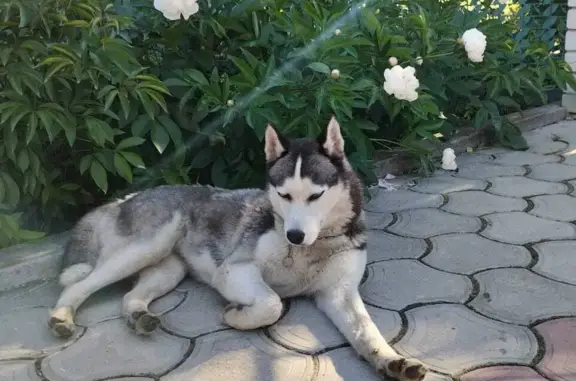 Собака Хаски найдена в Воронеже на улице 206-й Стрелковой Дивизии