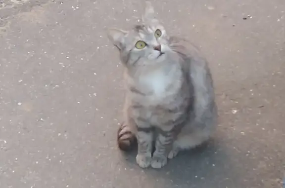 Найдена кошка на ул. Воинов-Интернационалистов, Новочебоксарск