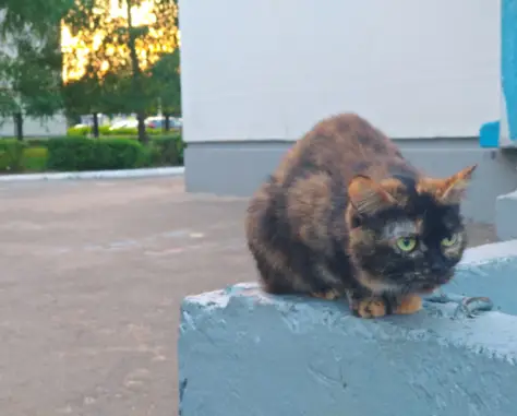 Ласковая кошка найдена возле 19 школы в Новочебоксарске