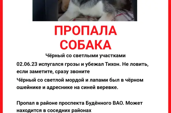 Пропал Тихон - собака, 3 года, пр-т Будённого, Москва
