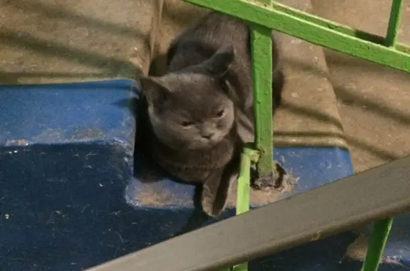 Потерян домашний кот на ул. Гагарина, 57 в Жуковском