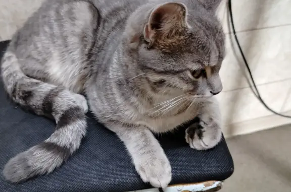 Найден серый кот на ул. 9 января, Чита