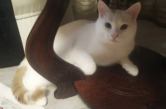 Кошки потеряшки, Набережные Челны, фото: Потеряшка котик Тим в Калмиинском поселении (41 символ)