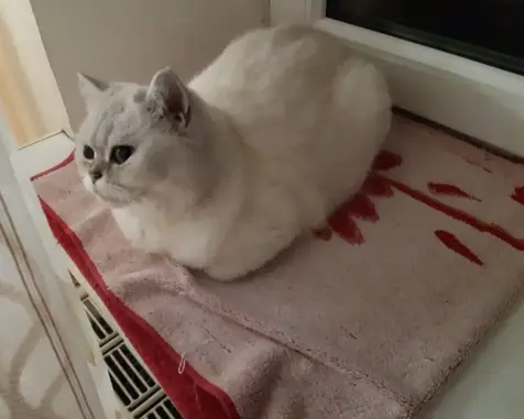 Потерянные животные Магнитогорск, фото: Пропала кошка в Магнитогорске, Челябинская область