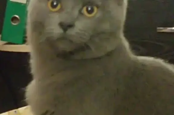 Кошки потеряшки, Саратовская, фото: Потеряшка кошка, ул. Ленина 19, Саратовская.