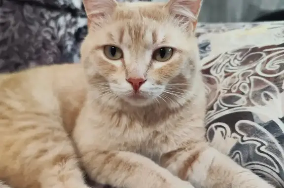 Найден рыжий кот на Стекольной 47, Челябинск