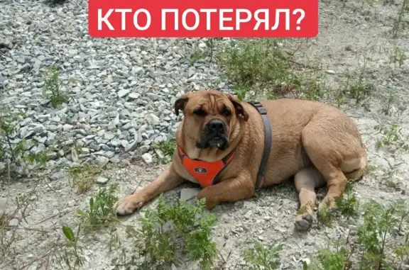 Найдена собака Ка-де-Бо на Московской улице