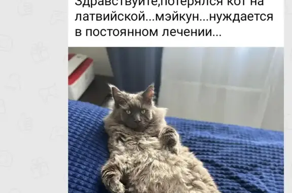 Пропал кот на улице Латвийской, Екатеринбург