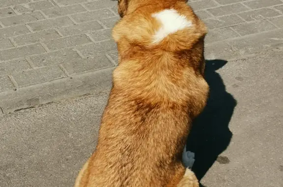 Найден пёс возле трк Арена на бул. Победы, 23Б (39 символов)