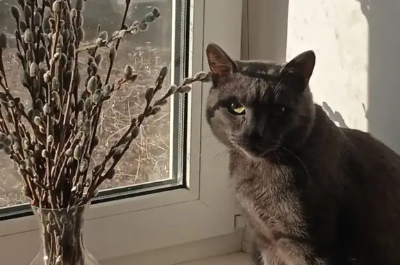 Объявления о пропавших и найденных животных, Курган, фото: Пропал кот Серик на улице Курган, 30 мая