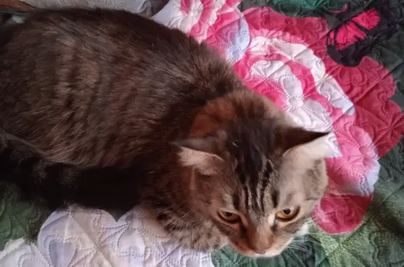 Найдена кошка в Свердловской области