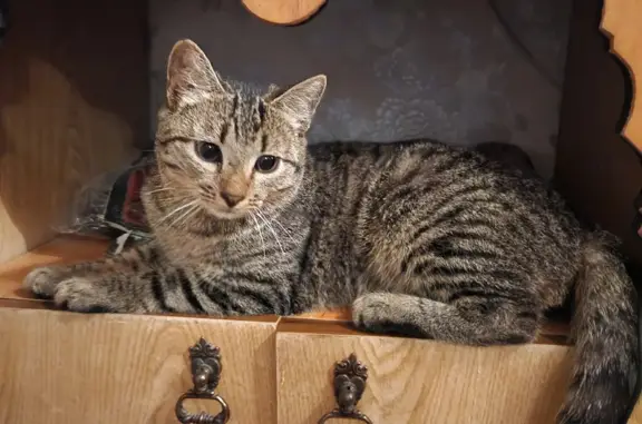 Найден котик на улице Каляева 12 - ищем дом! 🐱