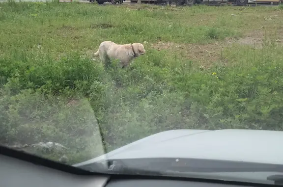 Найден белый лабрадор с ошейником возле магазина в Дер.Батюшково, МО