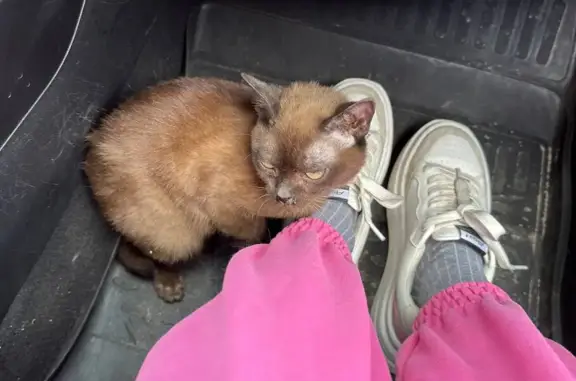 Найдена кошка на Каширском шоссе в Москве