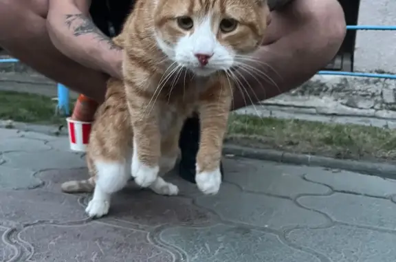 Кошки потеряшки, Новосибирск, фото: Потеряшка кошка, выпала из окна 2 этажа, Новосибирск, 89231354873