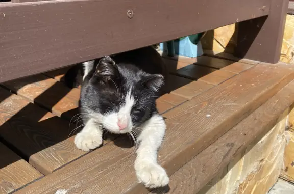 Найдена кошка с ошейником и травмой лапы в Рощинском поселении