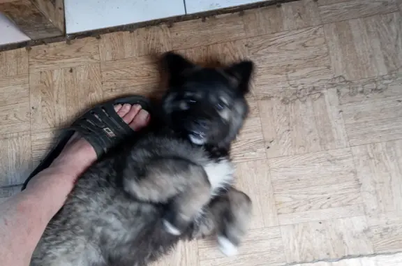 Найдена собака в Нефтеюганске: пепельно-черный окрас, возраст 3-6 мес.