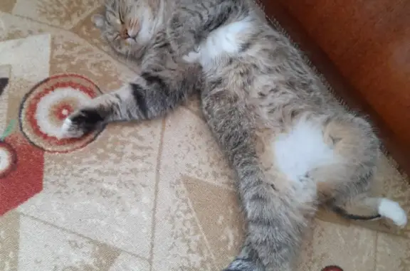 Пропала кошка на горячем источнике в Тобольске