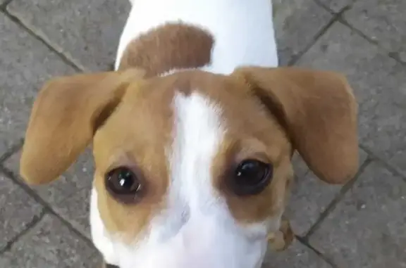 Потерянные животные Краснодар, фото: Пропала собака на ул. Гагарина, Краснодар