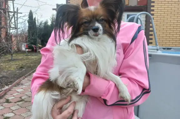 Пропала собака породы папийон в Орехово-Зуево, ул. 3-го Интернационала