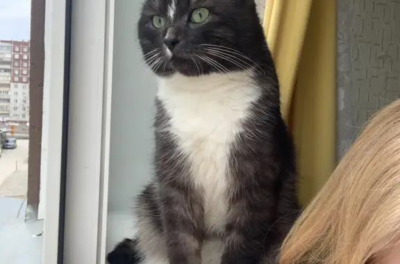 Кошки потеряшки, Новосибирск, фото: Потеряшка кошка Мальчик на ул. Гоголя, 45А