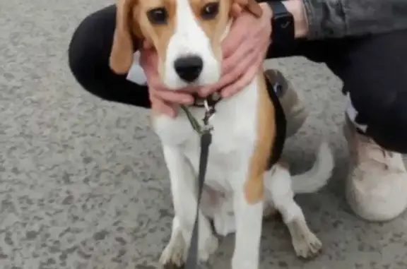 Пропала собака Бруно в Нагорном, Свердловская область