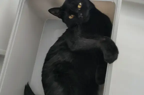 Потерянные животные Тамбов, фото: Пропала черная кошка на Советской, 60 в Тамбове